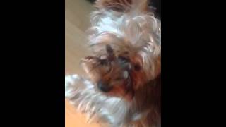 Version 1 of the video