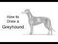 How to Draw a Greyhound Dog