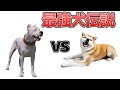 【最強犬伝説】ドゴ・アルヘンティーノvs秋田犬【どっちが強い?】
