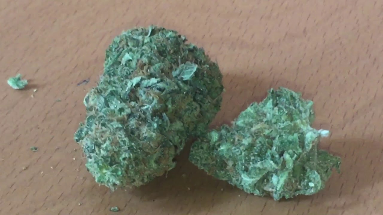 Amnesia haze absolute Amsterdam Classic Sativa