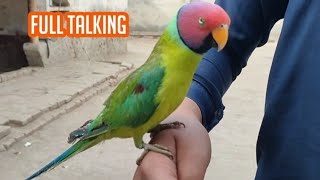 Cute Parrot Heart Touching Talking Anwar Shah Ustrana Official