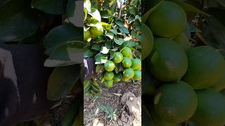 Qué cantidad de limones tiene a sus 2 años. Puro limón persa #agriculture #limón #persa 🍋 🍋 🍋 🍋
