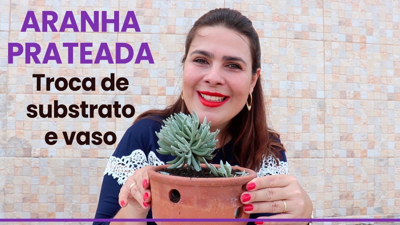 Manutenção e separação de muda do Senecio scaposus, a magnífica suculenta Aranha Prateada