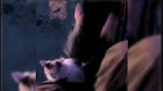 ao3shNet - extended slowed reverb