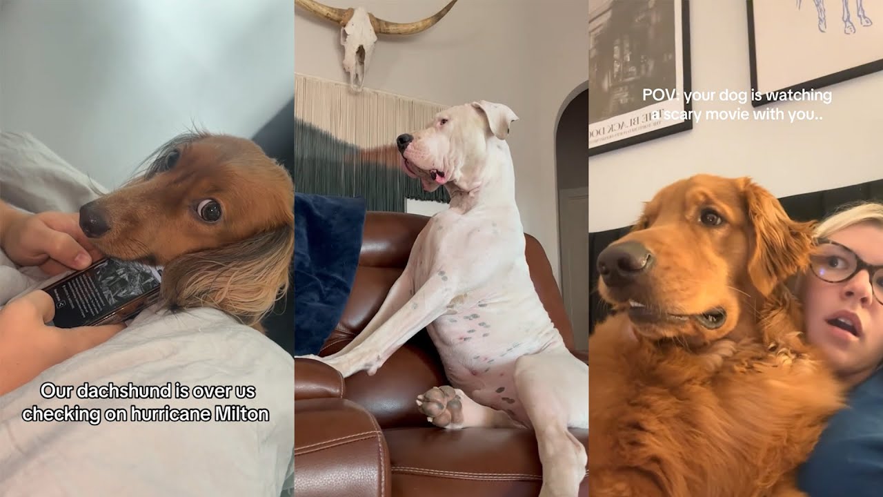 You never know what's going through a dog's head - YouTube