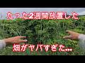 雑草のよく伸びるこの時期、たった2週間放置した畑がヤバすぎる…【農業・家庭菜園・自給自足】