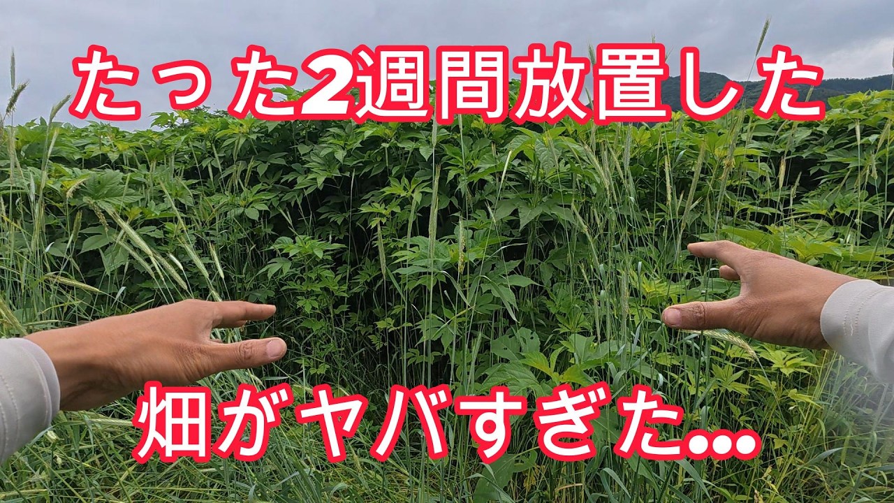 雑草のよく伸びるこの時期、たった2週間放置した畑がヤバすぎる…【農業・家庭菜園・自給自足】