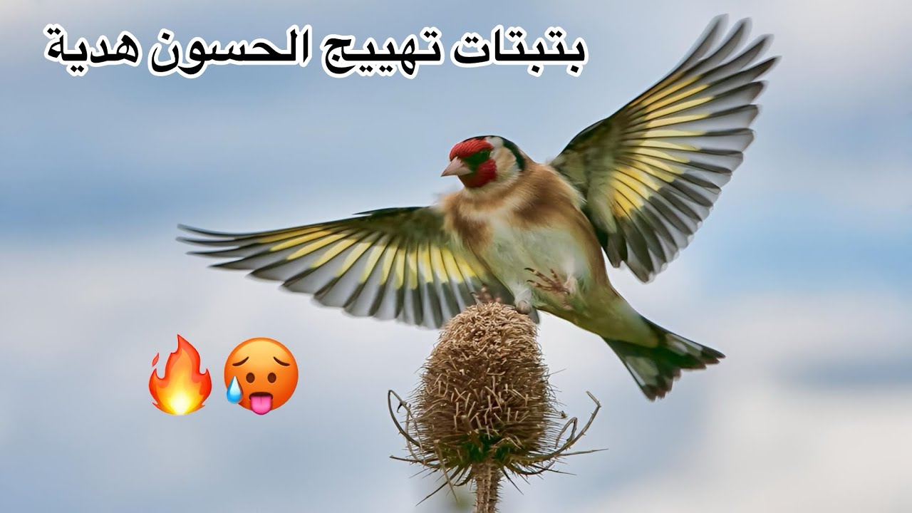 افضل بتبتات الحسون للتهييج وداعن للصمت 😤❤️‍🔥🔥🥵☄️