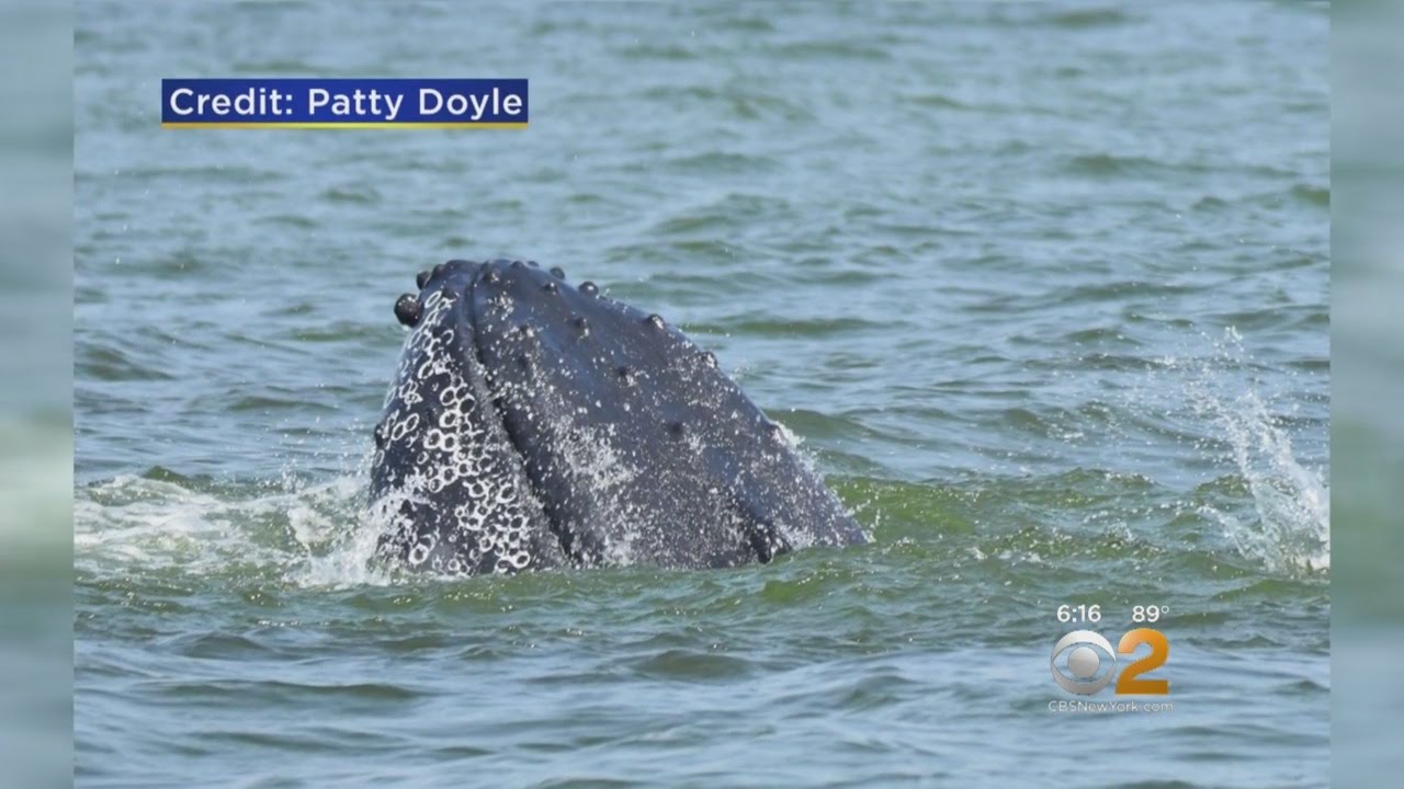 Long Island Sound Whale Watching - YouTube