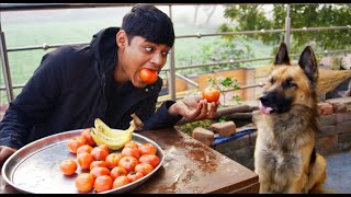 Trying To Food Challenge With Vegetarian Dog | Man Vs Vegetarian Dog | Food Vlog With My Dog