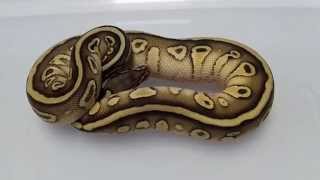 Famous 2014 BP Hold Backs and Pick Ups Net Worth