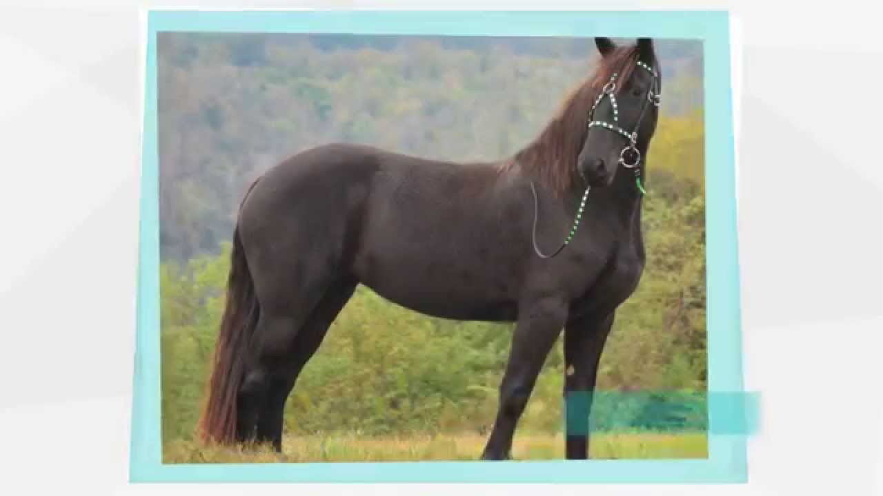 WIN A FREE WAR BRIDLE Two Horse Tack Monthly Tack Giveaway YouTube