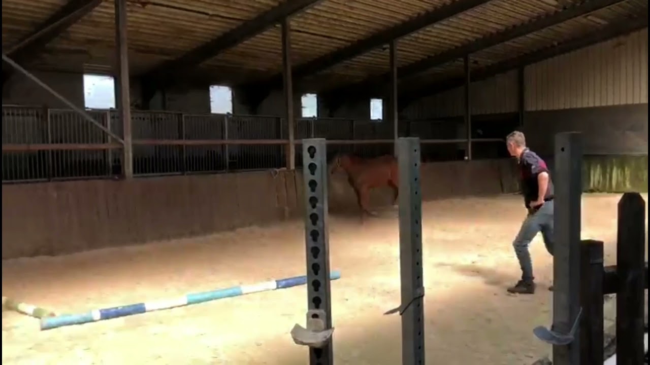 Uleska van het Netehof -Pegase x Aktion Pur Z (1yo filly)