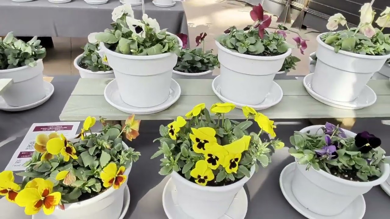 【ぎふワールドローズガーデン　パンジー＆ビオラ展】　岐阜県可児市（かにし）　2026年2月14日（土）