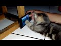 Kucing lucu nonton