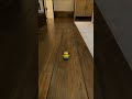 hahaha it ran off!!!