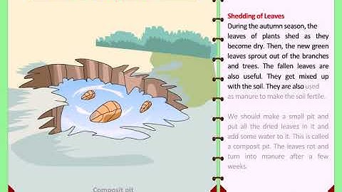 Class 3 EVS Chapter 4 Leaves In Our Lives