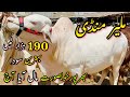 Malir Mandi Karachi Cattle Rates Update | 2 April 2024 |  Cow Mandi 2024