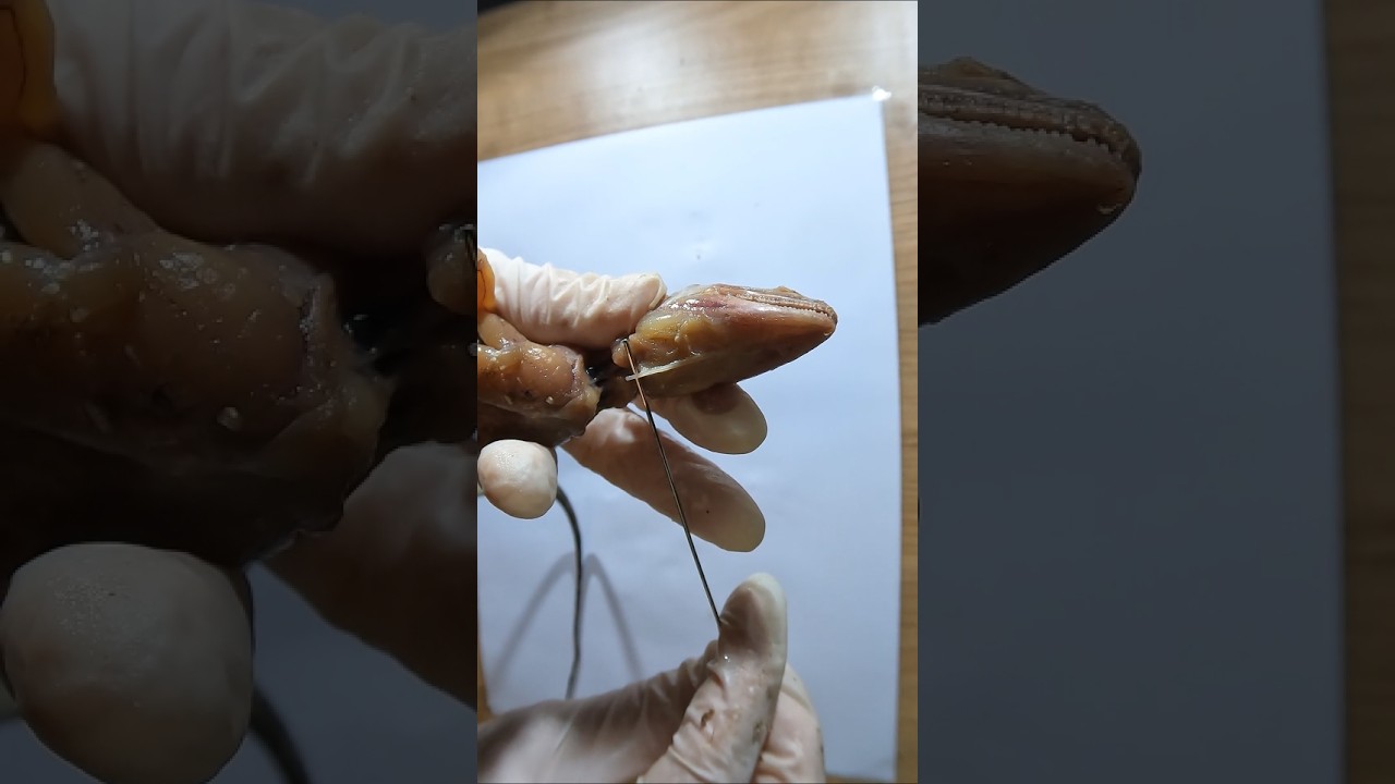 The Bone Inside an Iguana's Dewlap