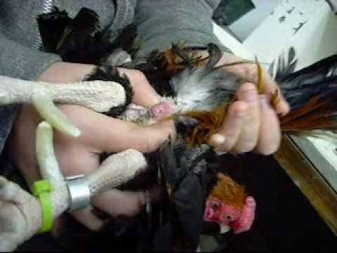 वीडियो: क्या आप कृत्रिम रूप से मुर्गी का गर्भाधान कर सकते हैं?