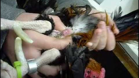 Artificial Insemination for Chickens