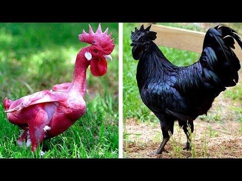 Vidéo: Douze races de poulet totalement bizarres
