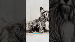 Greyfriars Bobby: A Tale of Unwavering Loyalty#GreyfriarsBobby #Loyalty #HeartwarmingStories