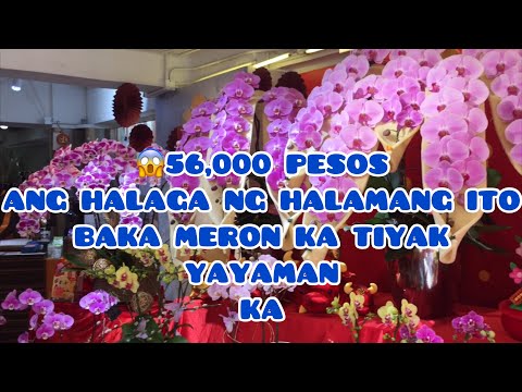 Video: Pandekorasyon Lumot (58 Mga Larawan): Namumulaklak Para Sa Dekorasyon, May Kulay At Iba Pang Mga Pagkakaiba-iba, Nakapaso Na Lumot Para Sa Bahay. Paano Mapalago Ang Live Lumot?