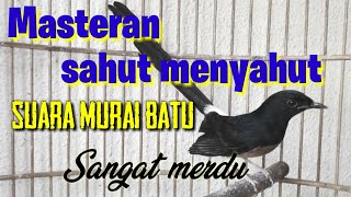 Suara murai batu merdu.untuk masteran ampuh.