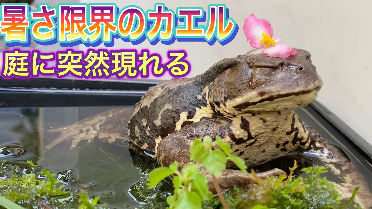 庭 に カエル が 住み着く