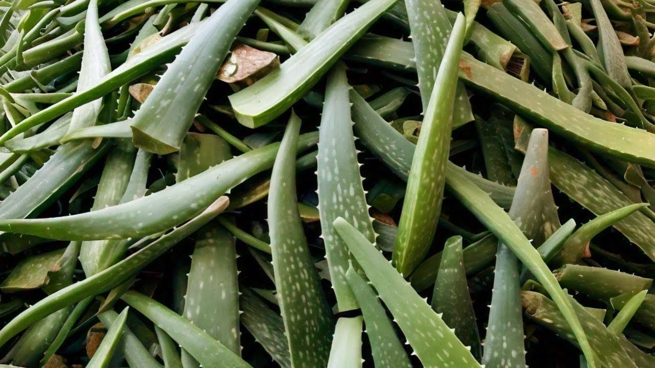 How Aloe Vera Gel is Produced on a Huge Scale! Inside the Aloe Vera Factory