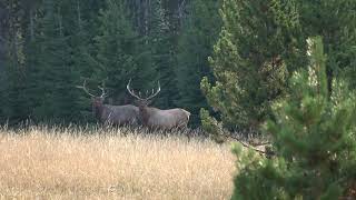 Montana Elkhorn Mountains Bull Elk Hunt Teaser - The Season is Just Getting Started