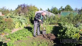 Sådan Planter Du Buske