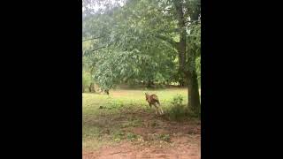 Baby Horse Wipeout While Playing Outside