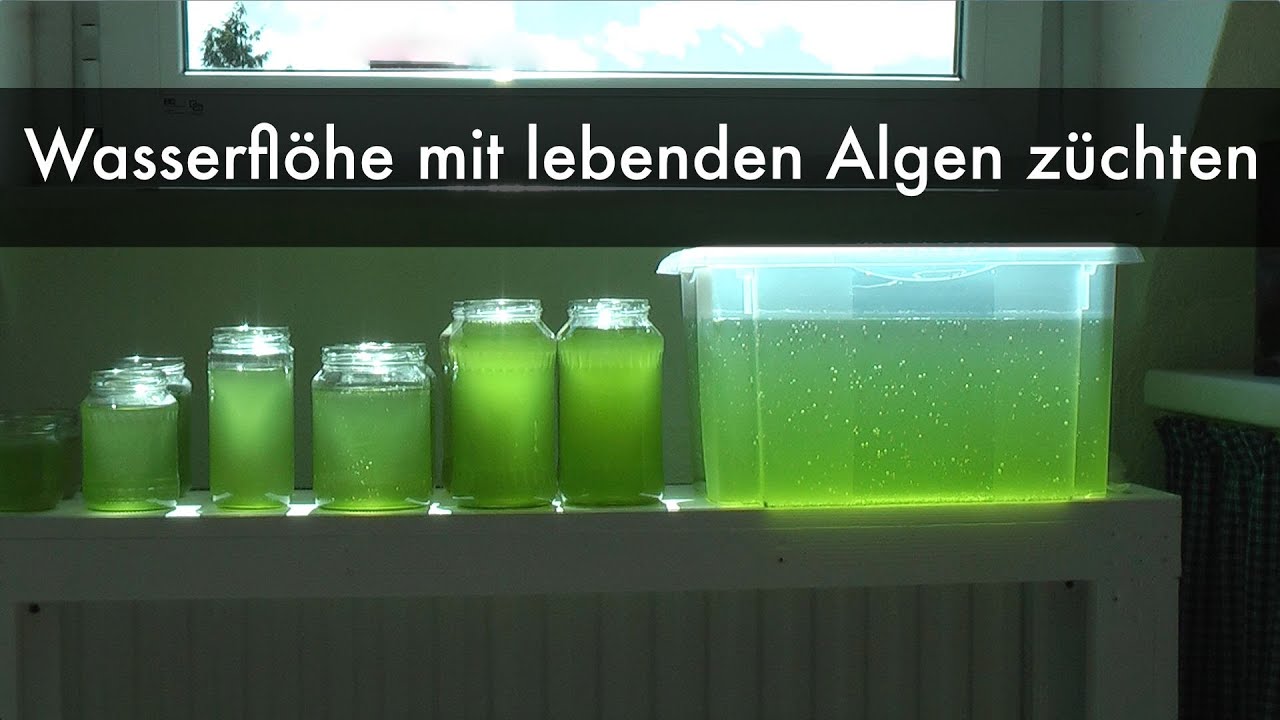 Wasserflöhe für 0 € mit lebenden Algen züchten | Breeding daphnia with living algae