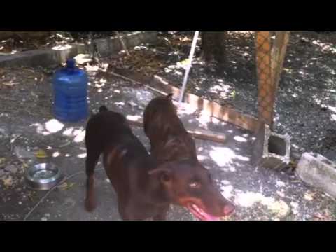 Jamaican Pitbull Eating a Mango !! 