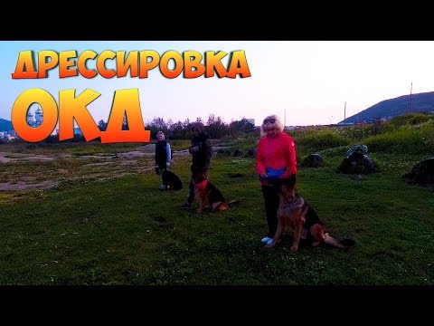 ОКД | Дрессировка собак