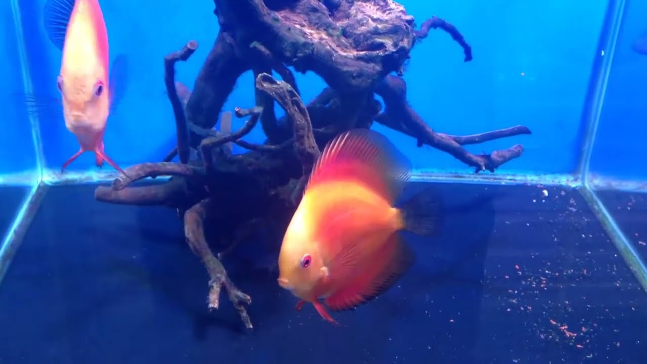 Discus Varieties at Maidenhead Aquatics @ Bristol