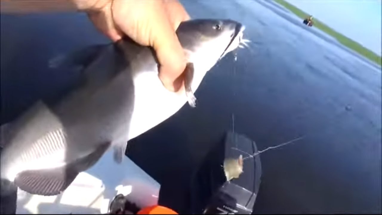 HOW TO MAKE CATFISH FINGERS {Catch Clean and Cook} Lodge Cast Iron Fish