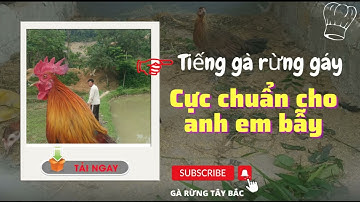 Tiếng gà trống rừng gáy cực chuẩn không tạp âm. || Gà rừng Tây Bắc