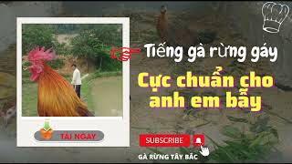 Tiếng gà trống rừng gáy cực chuẩn không tạp âm. || Gà rừng Tây Bắc