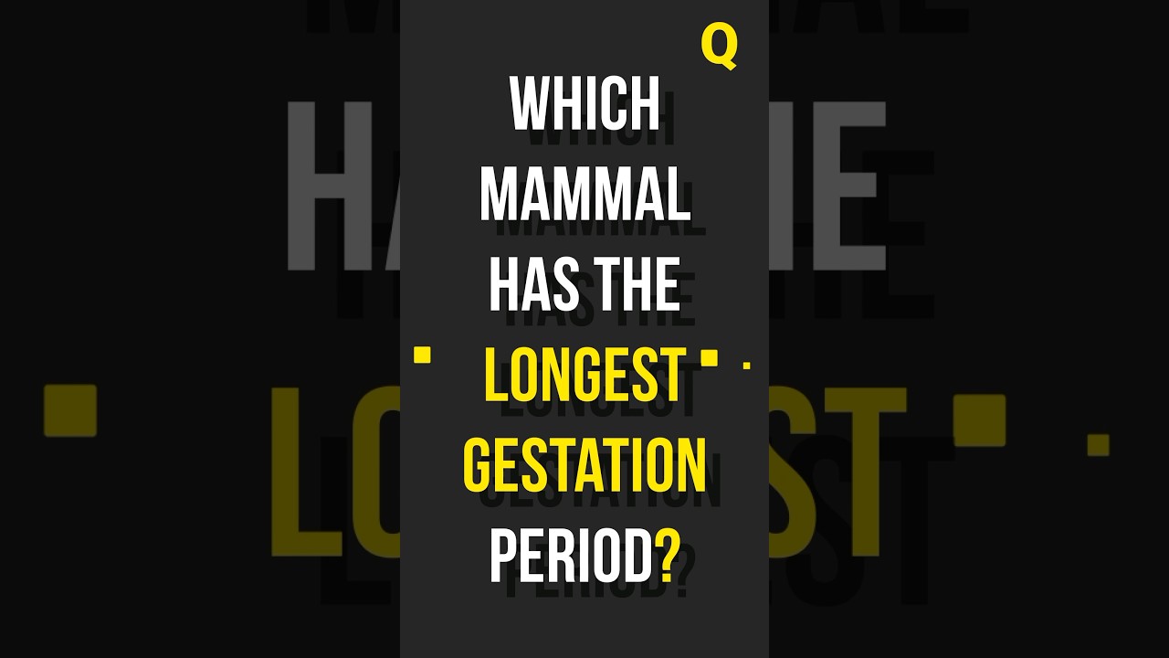 Which Mammal has the Longest Gestation Period? ANIMAL QUIZ - ANSWER IN 2 SECONDS 
