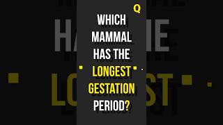 Which Mammal has the Longest Gestation Period ANIMAL QUIZ - ANSWER IN 2 SECONDS