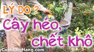 214. Lý Do Cây Héo Và Chết Khô? - Cây Cảnh Chợ Hàng