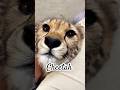 Big cat 🐆 #fyp #youtubeshorts #animals #cute #cheetah #bigcat #viral