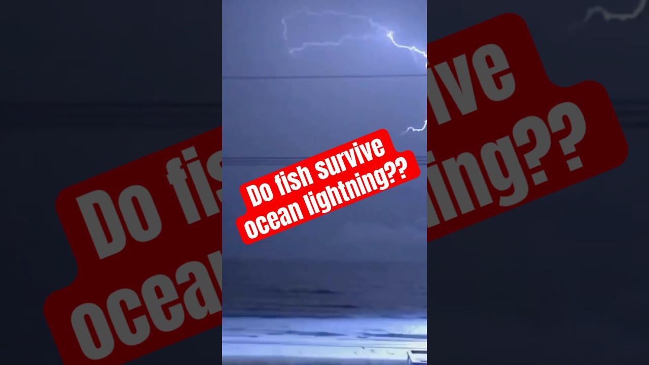 Do Fish Survive Ocean Lightning?