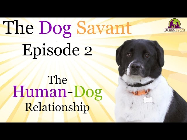 Dog Training Equipment ⋆ The Dog Savant
