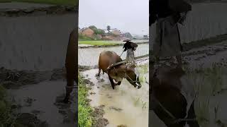 Farmland Cultivation Process Sharing