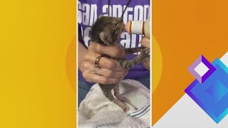 Kitten fosters needed at San Antonio Pets Alive | Great Day SA