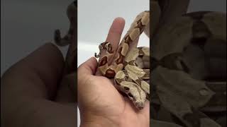 Você Conhece A Jiboia Bci?